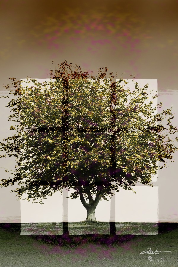 Window2 on a Green Tree 2x3 by Veratis Editions